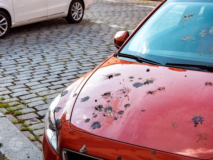 اثرات مخرب فضله پرندگان روی رنگ خودرو